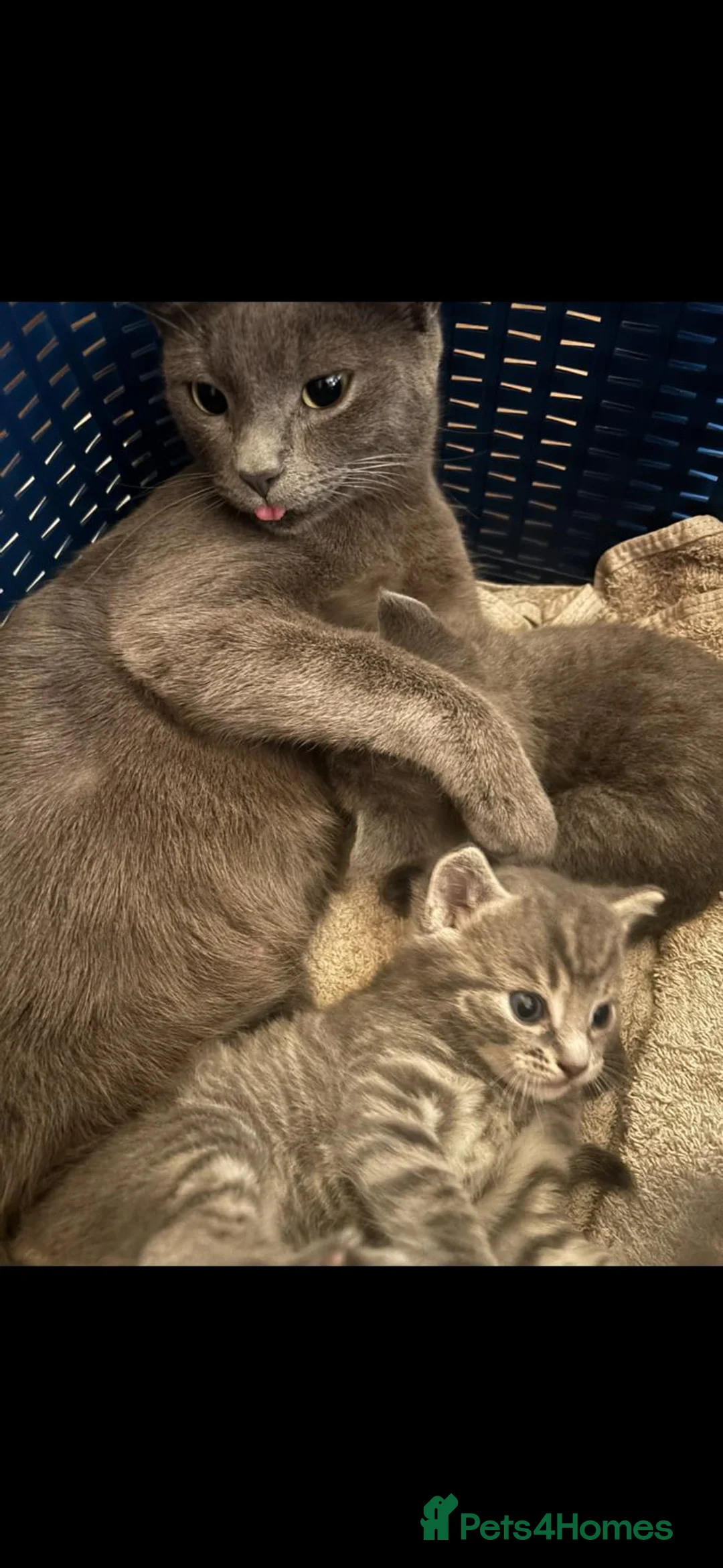 Mixed Breed cats for sale: One girl kitten ready to go to a lovinh home - Advert 2