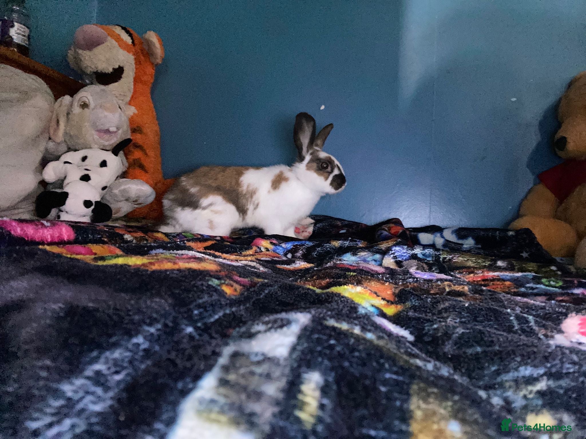 Mixed Breed rabbits for sale: Baby bunny for rehome in Sale - Advert 3