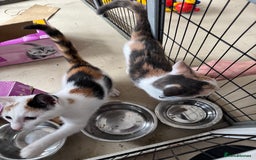 Mixed Breed cats for sale: Luna and sparkle  - Image 3