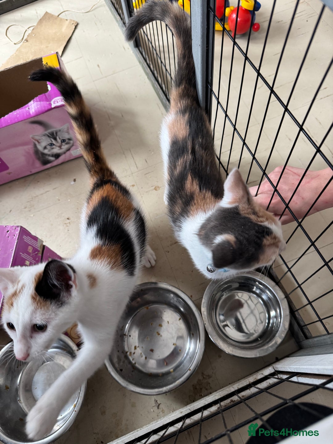 Mixed Breed cats for sale: Luna and sparkle  - Image 3