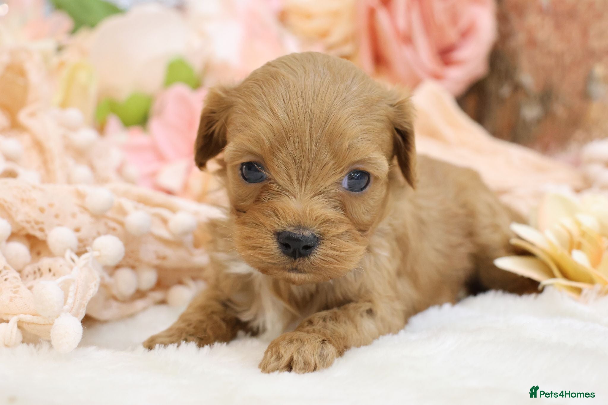 Cavapoo dogs *HEALTH TESTED* CAVAPOOS - Advert 2