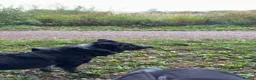 Border Collie dogs for sale: Jet the collie - Advert 3