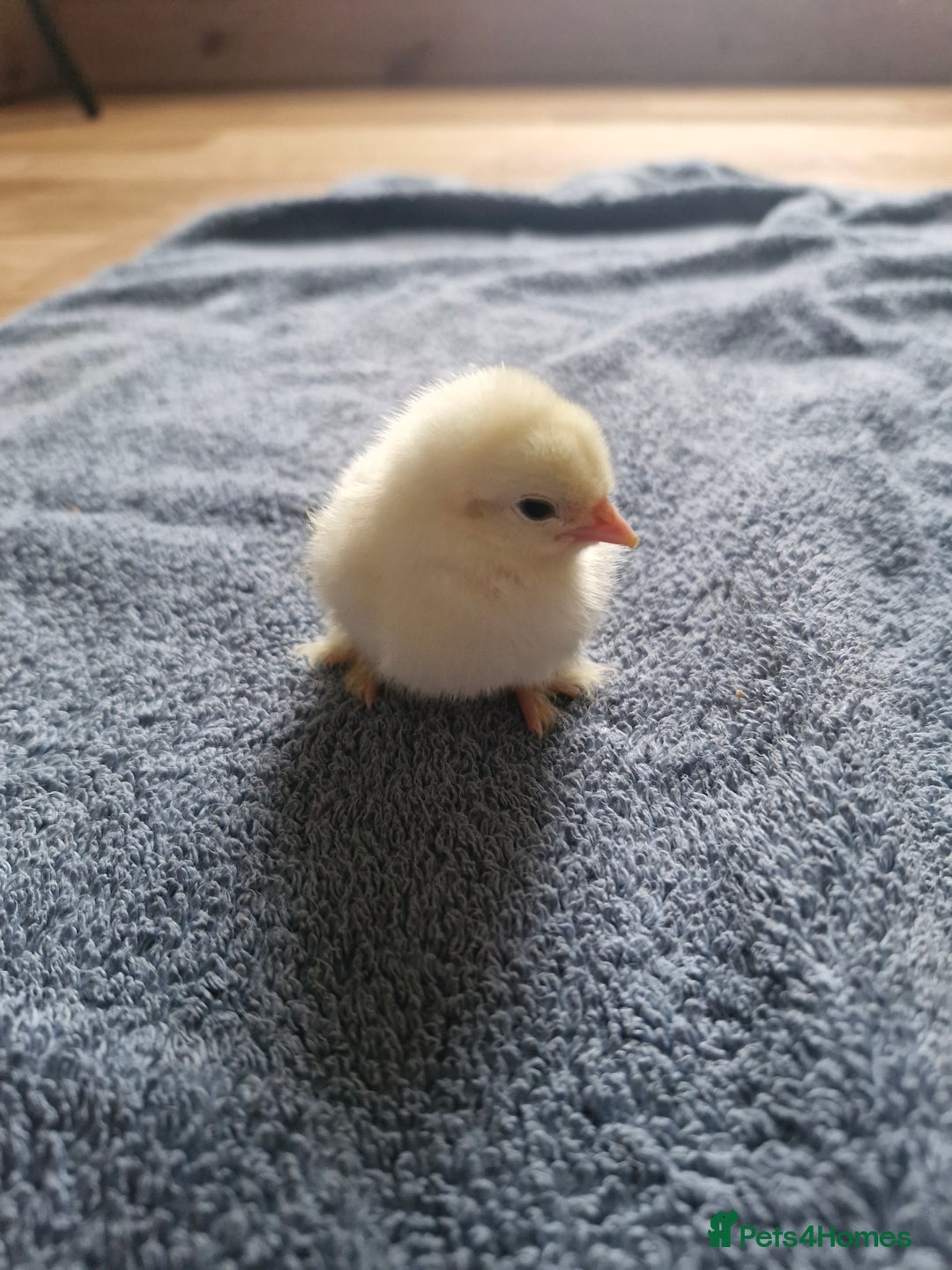 Chickens poultry for sale: Chicks for sale  - Image 2