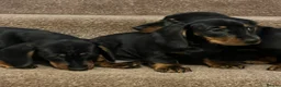Dachshund dogs for sale: 💕dachshund puppies💙 - Advert 7