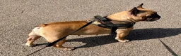French Bulldog dogs for sale: KC Reg Frenchbulldog - Advert 2