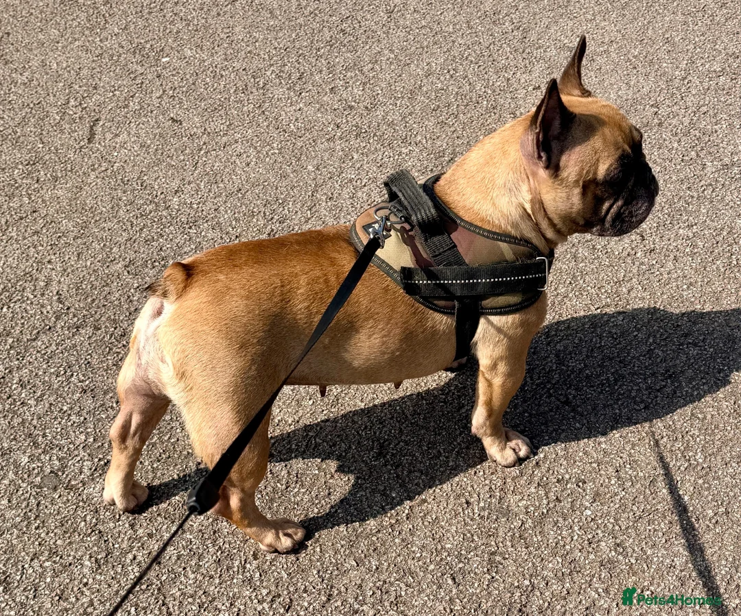 French Bulldog dogs for sale: KC Reg Frenchbulldog - Advert 2