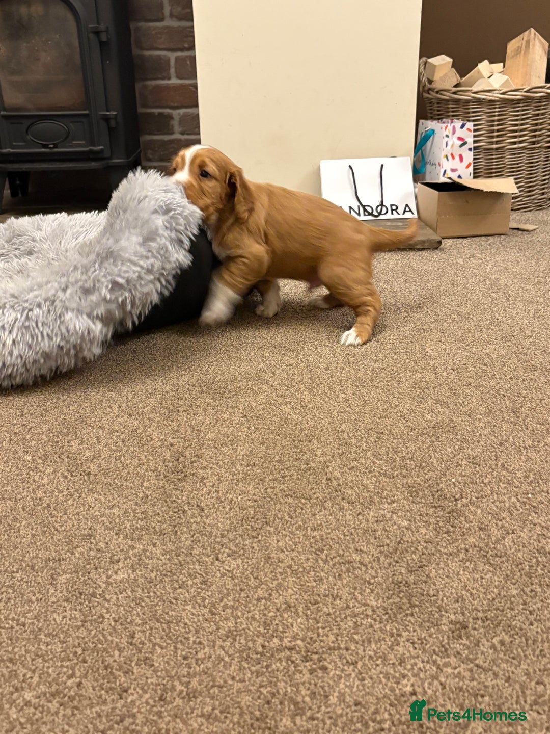 Cocker Spaniel dogs for sale: Working cocker spaniel boy - Image 15