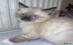Ragamese cats for sale: Playful Ragamese Kittens (12 Weeks) - Image 4