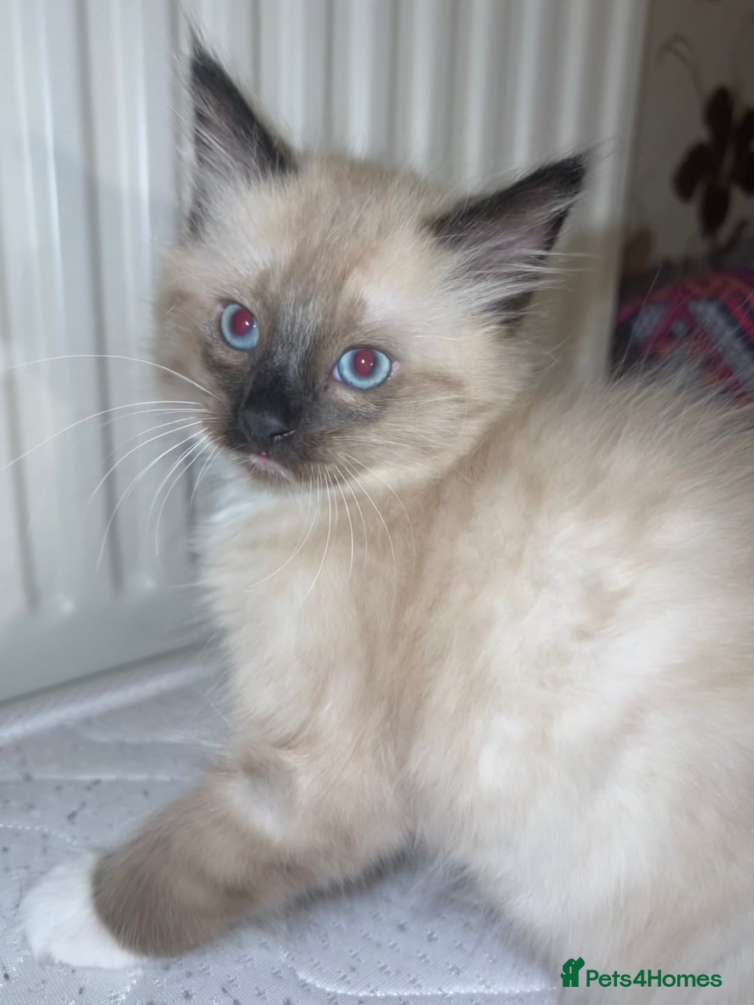 Ragamese cats for sale: Playful Ragamese Kittens (12 Weeks) - Image 4