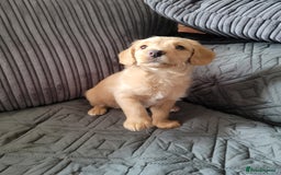 Labradoodle dogs for sale: ALL PUPS HAVE BEEN RESERVED  - Image 2
