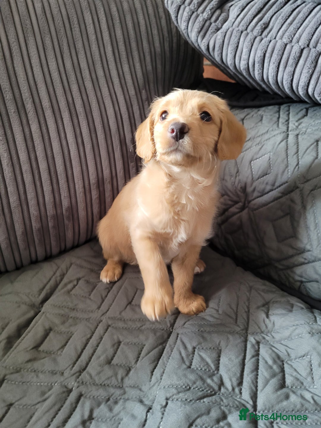 Labradoodle dogs for sale: ALL PUPS HAVE BEEN RESERVED  - Image 2