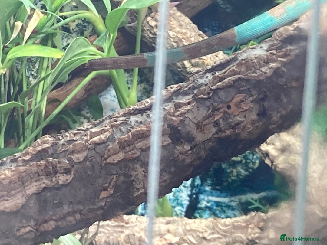 Iguana reptiles for sale: Stunning young blue iguana  - Image 6