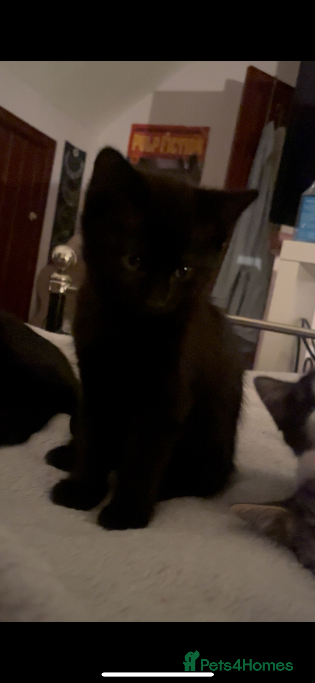 Mixed Breed cats for sale: Kittens for sale  - Advert 5