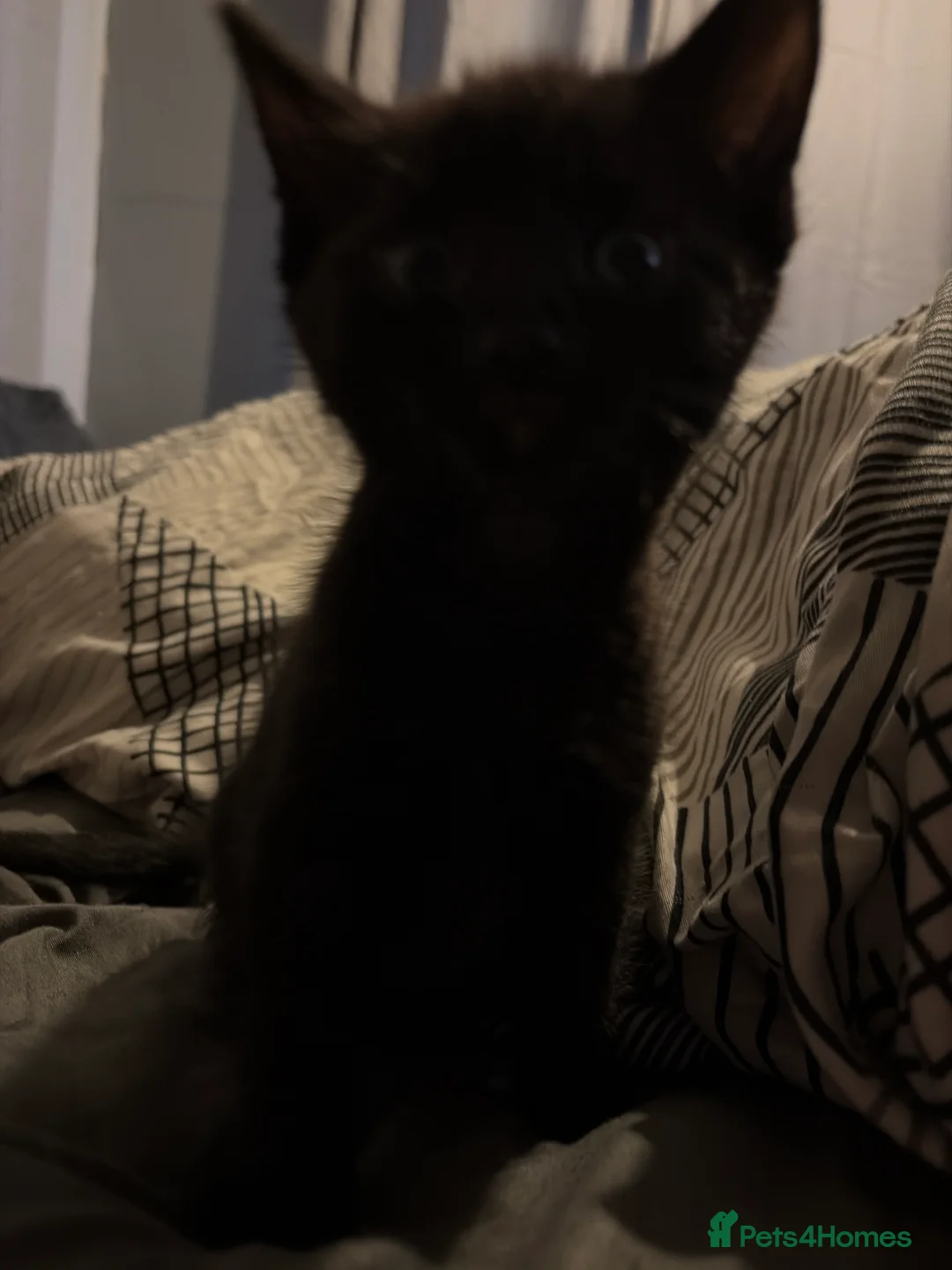 British Shorthair cats for sale: 4 lovely kittens ready to be rehomed - Advert 2