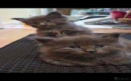 Maine Coon cats for sale: Adorable maincoon kittens 😸 looking for new home  - Image 2