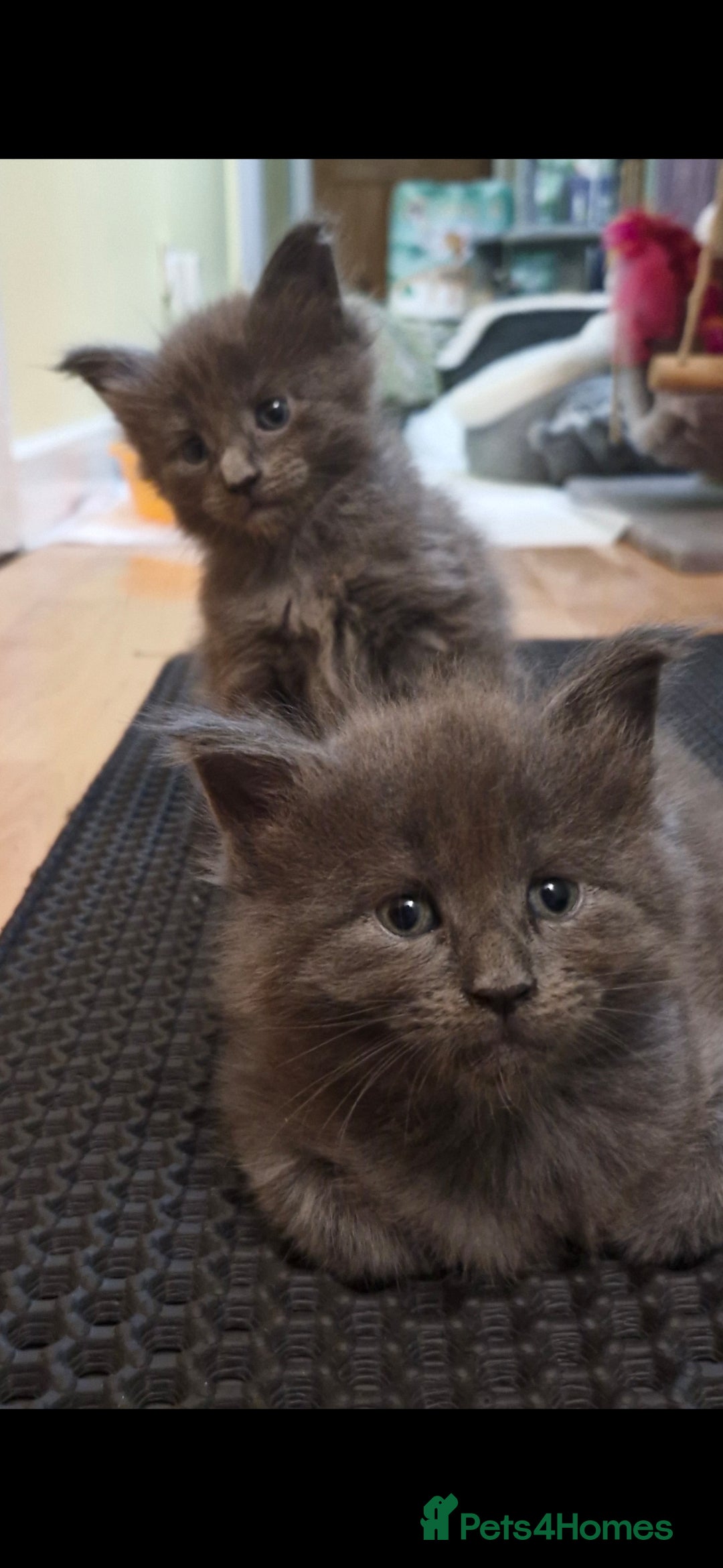 Maine Coon cats for sale: Adorable maincoon kittens 😸 looking for new home  - Image 2