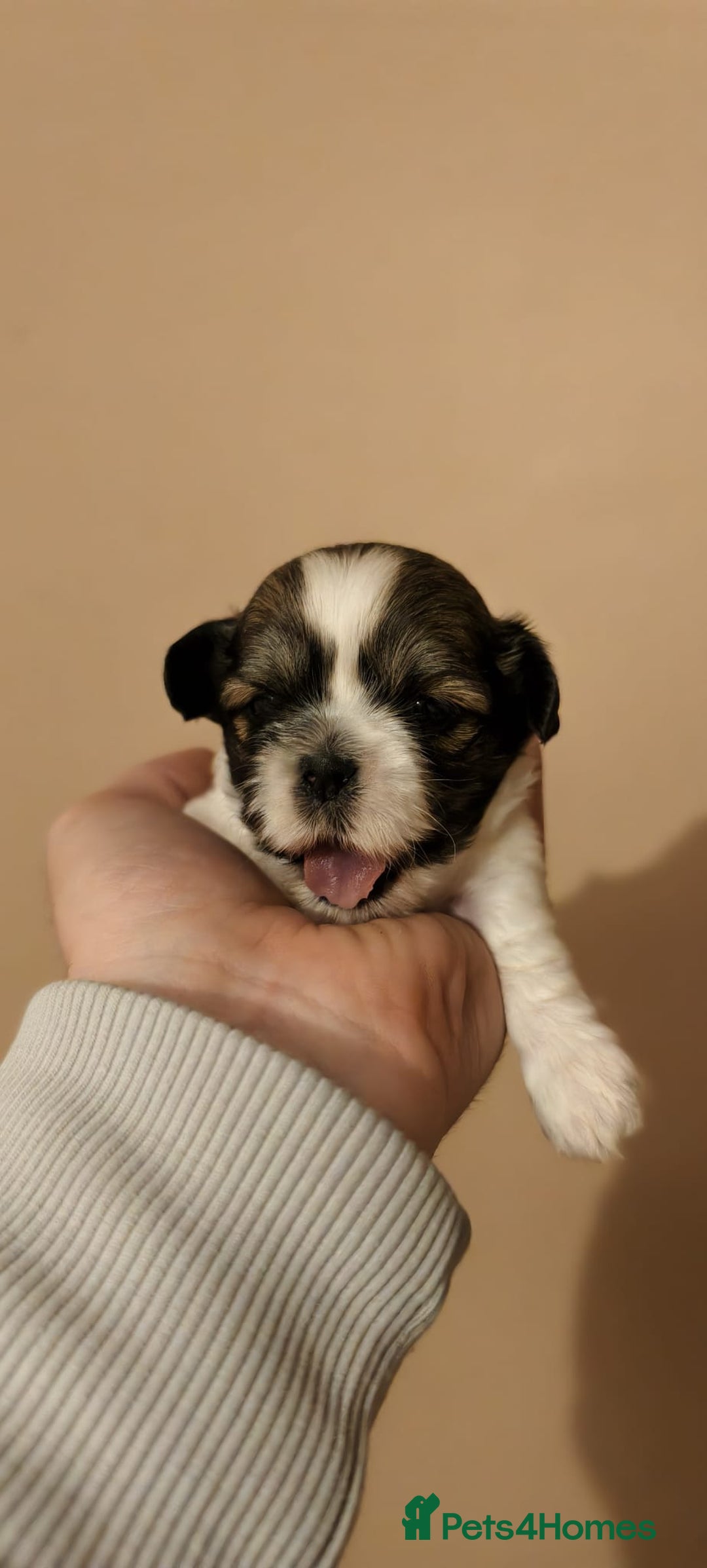 Shorkie dogs for sale: Shih tzu cross puppies  - Image 5