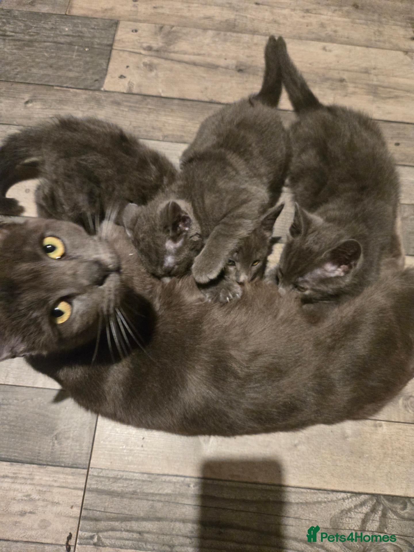 Mixed Breed cats 3 Half Ragdoll Grey Kittens - Advert 2