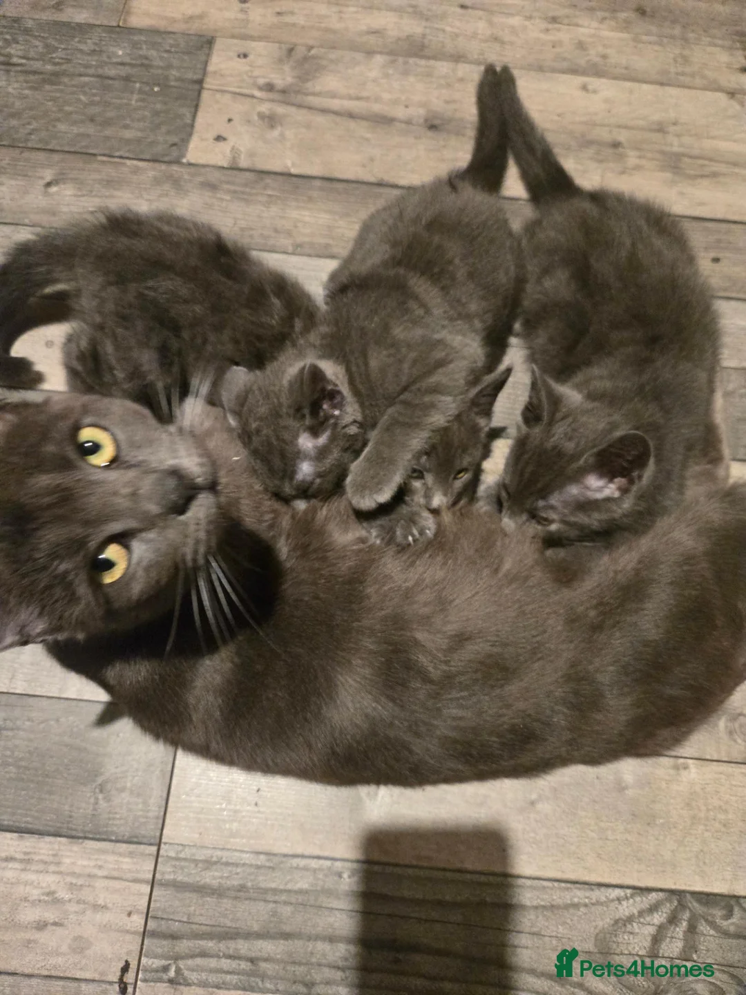 Mixed Breed cats for sale: 3 Half Ragdoll Grey Kittens - Advert 1