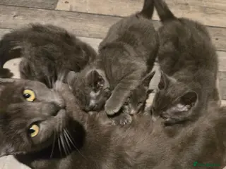 Mixed Breed cats 3 Half Ragdoll Grey Kittens - Advert 2