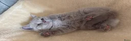 British Shorthair cats for sale: British Short Hair Blue and Lillac Kittens Females - Advert 10
