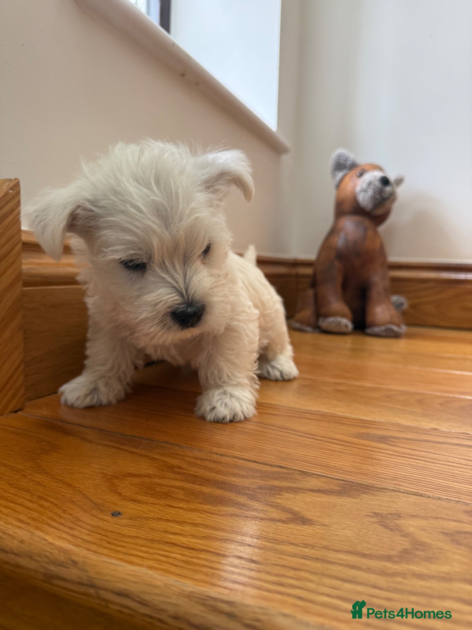West Highland Terrier dogs READY NOW KC REGISTERED GIRL  - Advert 1