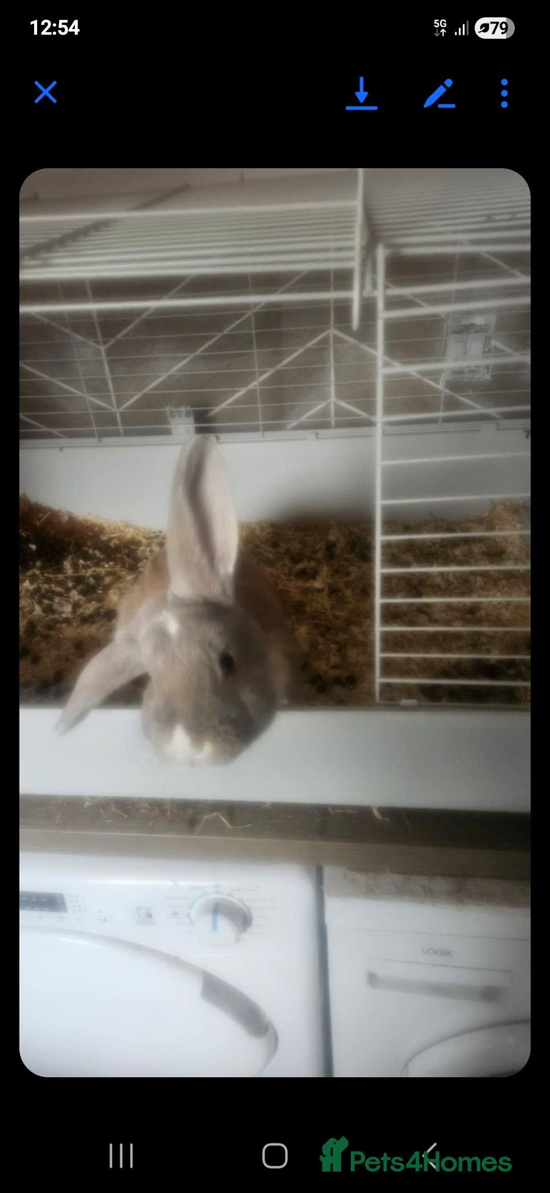 Angora rabbits for sale: Free tp good home - Image 1