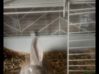 Angora rabbits - Advert 1