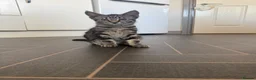 Mixed Breed cats for sale: Maincoon cross kittens  - Advert 9