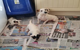 Jack Russell dogs for sale: Jack Russell puppies  - Image 2