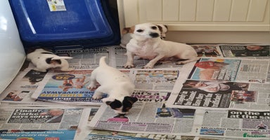 Jack Russell dogs - Advert 3