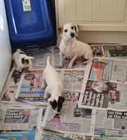 Jack Russell dogs - Advert 6