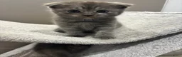 Scottish Fold cats for sale: Scottish fold/bombay kittens  - Advert 4