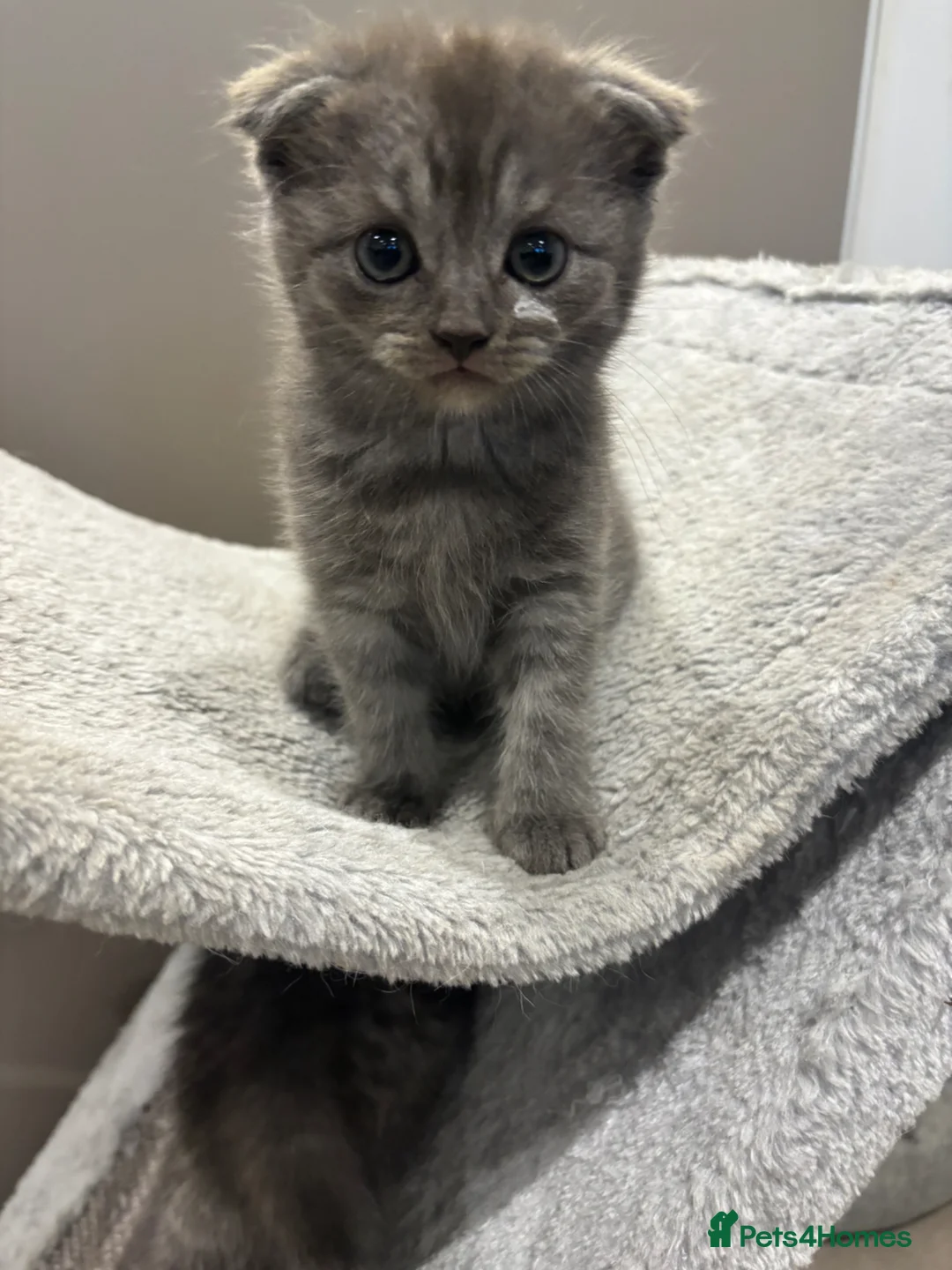 Scottish Fold cats for sale: READY TO GO SCOTTISH FOLD/SHORTHAIR - Advert 1