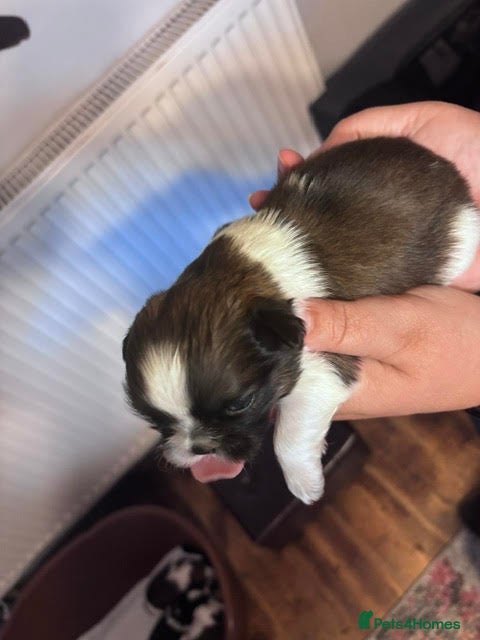 Shih Tzu dogs Wonderful Home - raised Shih Tzu Puppies for sale - Advert 2