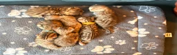 Bengal cats for sale: Bengal kittens  - Advert 3