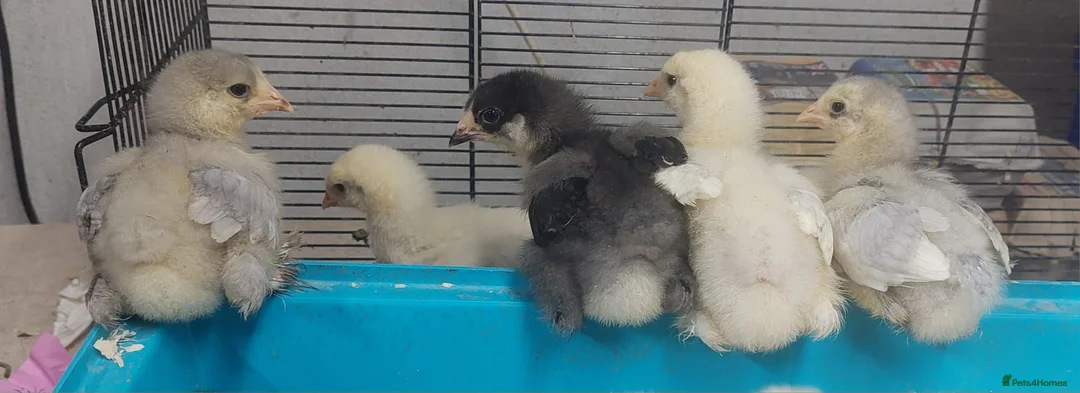 Chickens poultry for sale: chicks and chickens pure breeds - hatching eggs - Advert 2