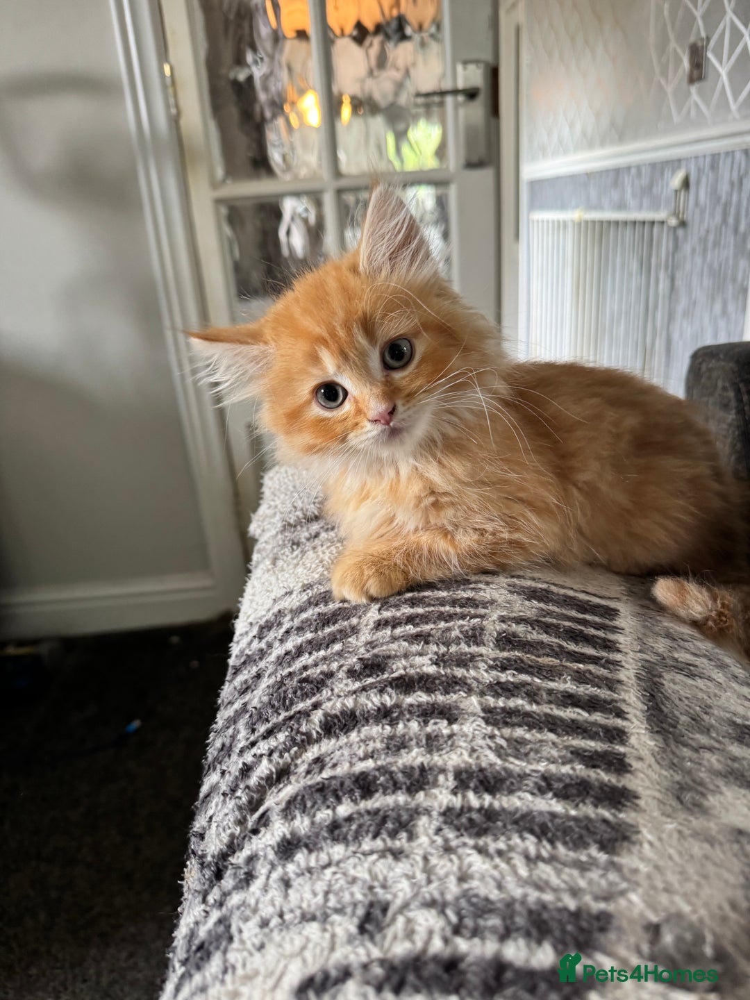 Maine Coon cats for sale: Adorable MaineCoon Ragdoll Cross Kittens Ready Now - Image 19