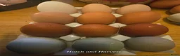 Chickens poultry for sale: 4 straight run chicks available - Advert 4