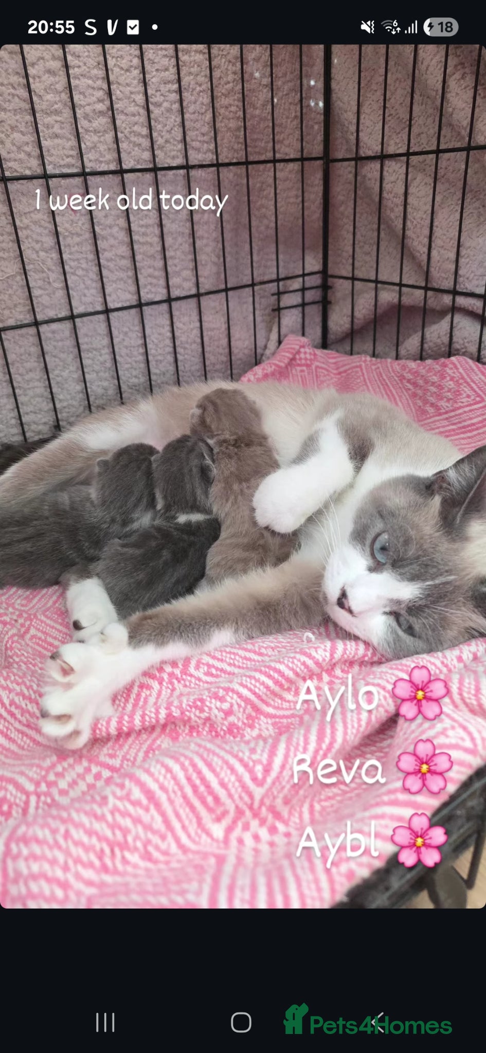 British Shorthair cats Beautiful British Shorthair Girls - Advert 1