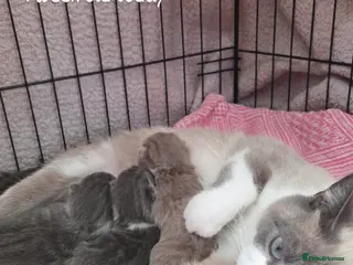 British Shorthair cats Beautiful British Shorthair Girls - Advert 1