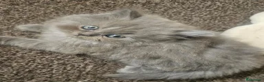 Persian 3