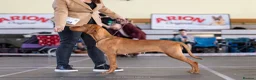 Hungarian Vizsla dogs for sale: High Quality Hungarian Vizsla Puppies - 2 boys - Advert 25