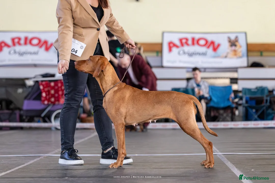 Hungarian Vizsla dogs for sale: High Quality Hungarian Vizsla Puppies - 2 boys - Advert 25