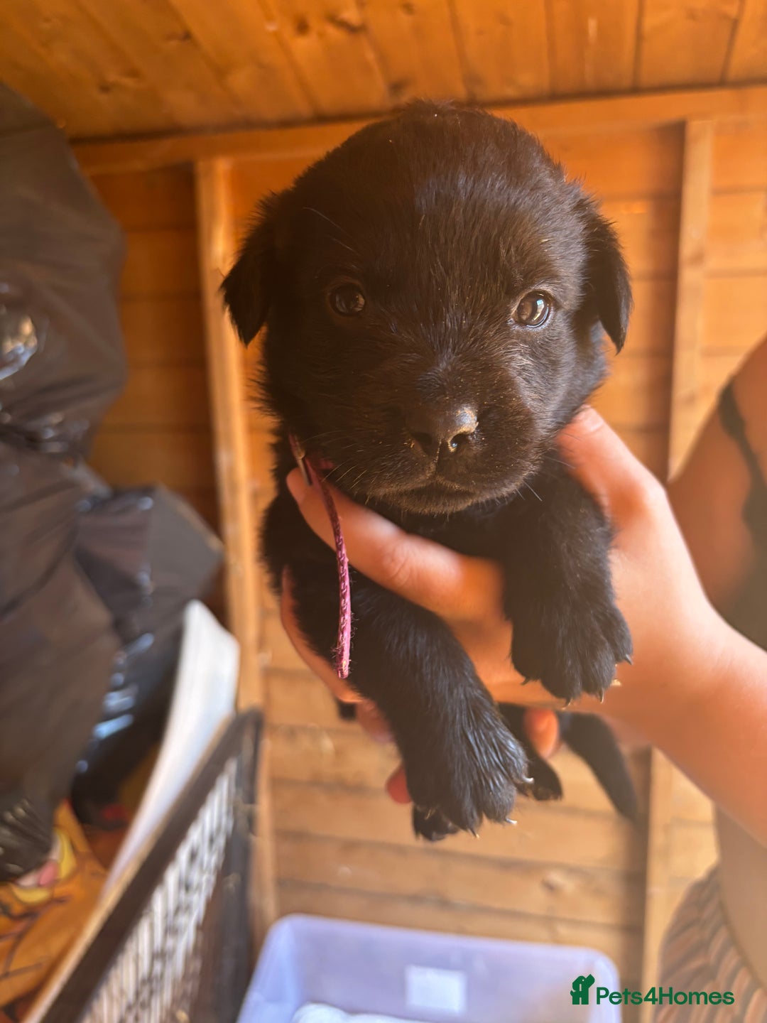 Mixed Breed dogs for sale: Rottie cross lab  - Image 9