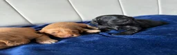 Cockapoo dogs for sale: Stunning Cockapoo Puppies DNA Tested  - Advert 12