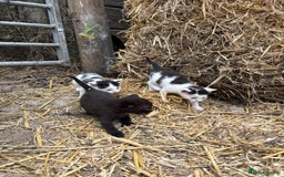 British Shorthair cats for sale: Farm kittens looking for a forever home - Image 1