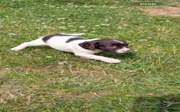 English Springer Spaniel dogs for sale: Springer spaniel pups ready now  - Image 20