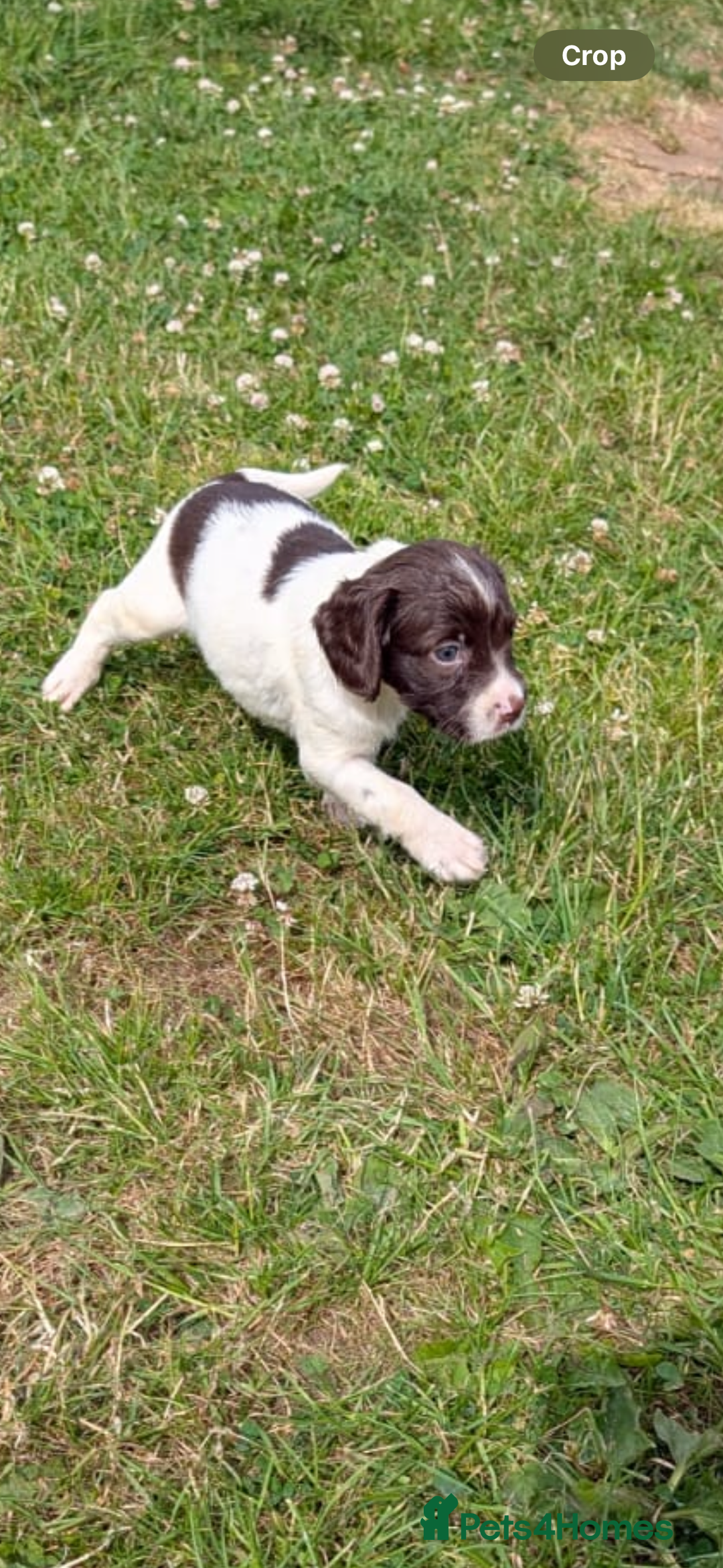 English Springer Spaniel dogs for sale: Springer spaniel pups ready now  - Image 20
