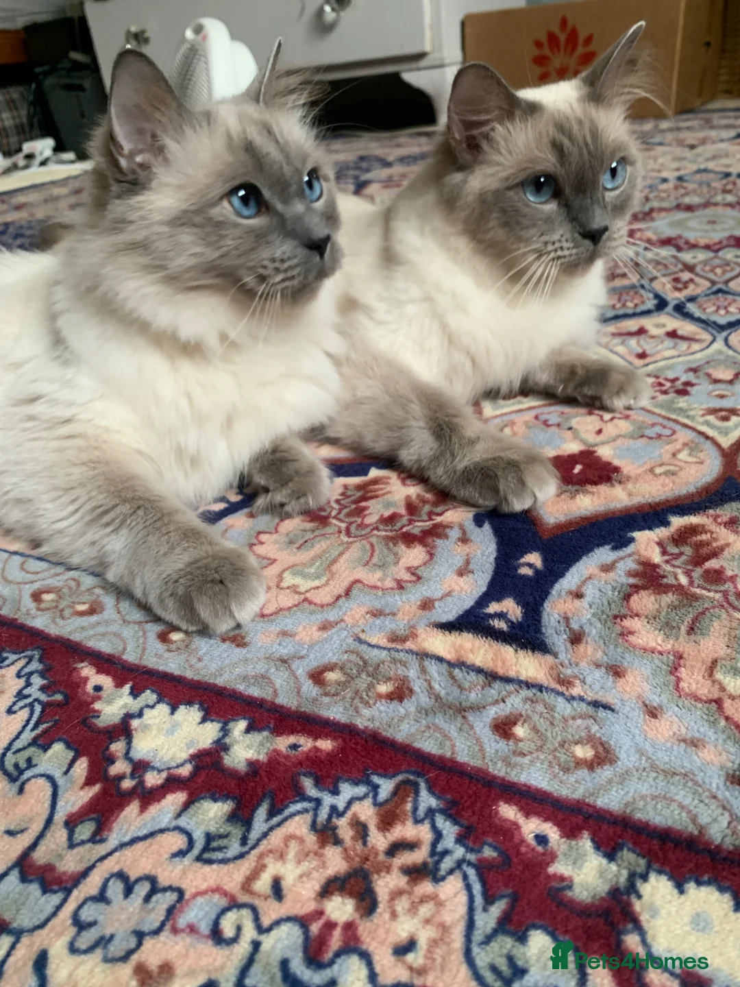 Domestic Shorthair cats for adoption: Ragdoll and kittens adoption  in Manchester - Advert 1